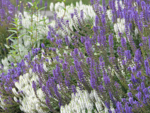 Картинка цветы