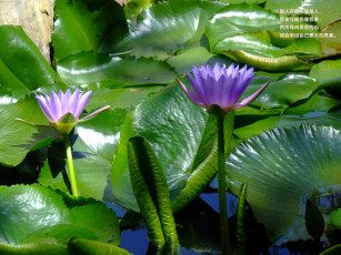 Картинка цветы лилии водяные нимфеи кувшинки