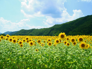 Картинка цветы подсолнухи