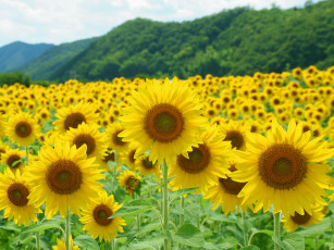 Картинка цветы подсолнухи