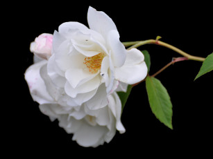 Картинка цветы розы