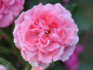 Картинка цветы розы