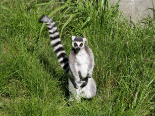 Картинка животные лемуры