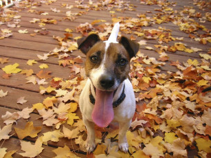 Картинка животные собаки