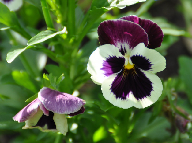 Обои картинки фото цветы, анютины, глазки, садовые, фиалки