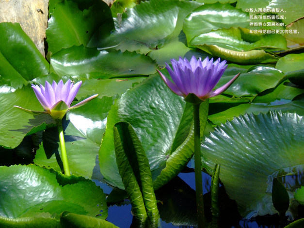 Обои картинки фото цветы, лилии, водяные, нимфеи, кувшинки