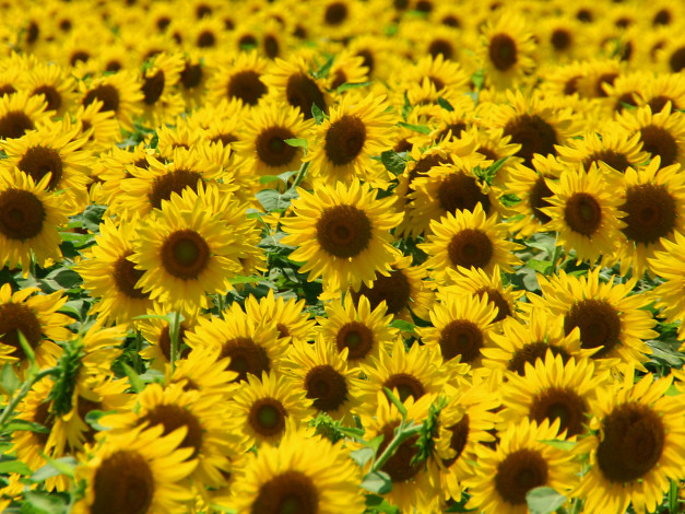 Обои картинки фото цветы, подсолнухи