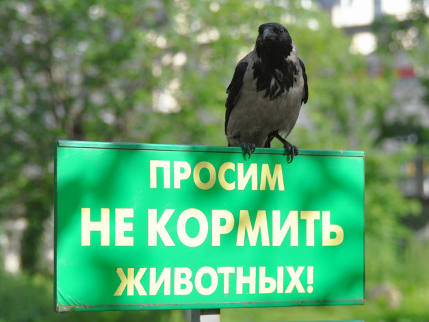 Обои картинки фото животные, вороны, грачи, галки