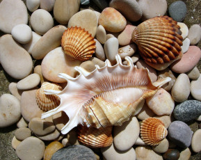Картинка разное ракушки кораллы декоративные spa камни много галька