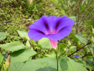 Картинка цветы вьюнки ипомеи