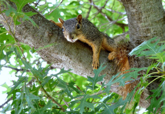 Картинка животные белки взгляд хвост