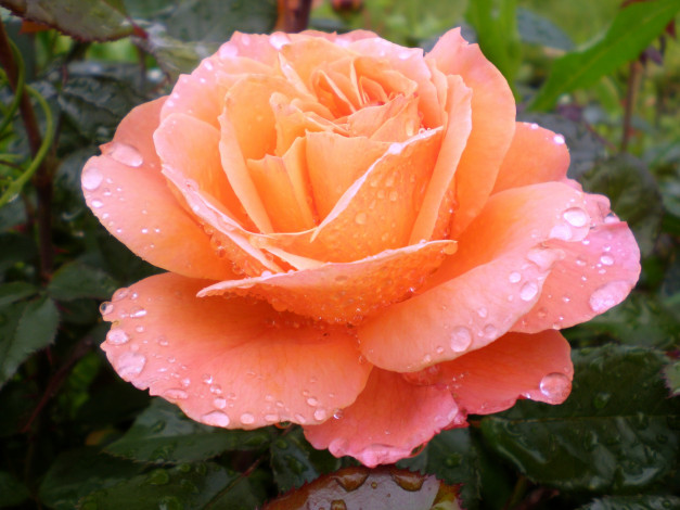 Обои картинки фото цветы, розы, капли, большой