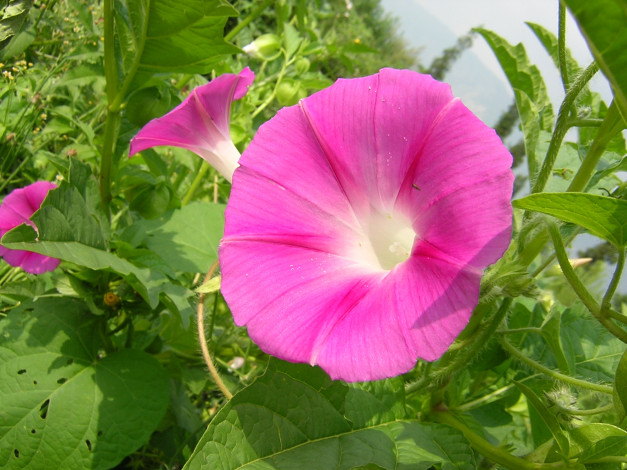 Обои картинки фото цветы, вьюнки, ипомеи