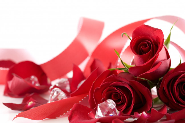 Обои картинки фото цветы, розы