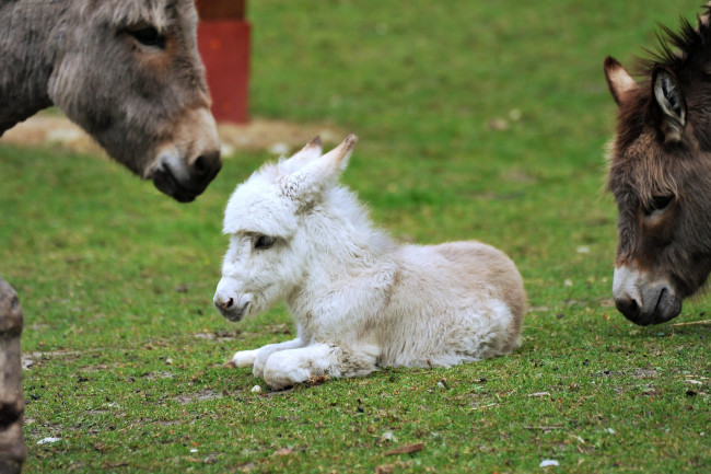 Обои картинки фото животные, ослы, малыш, белый