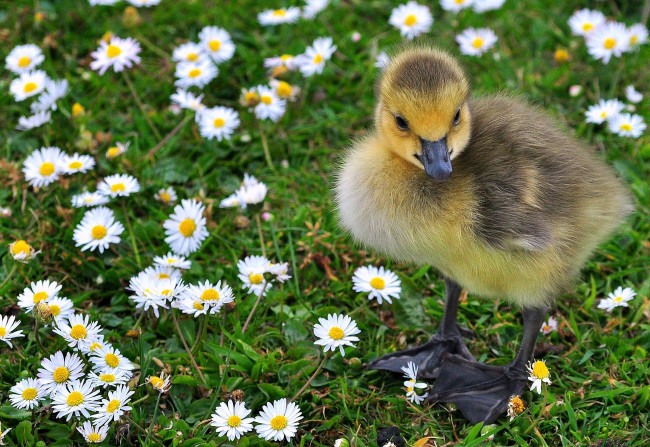 Обои картинки фото животные, лебеди, малыш, ромашки