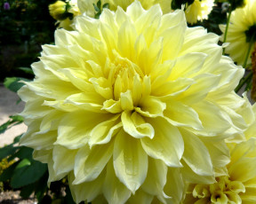 Картинка цветы георгины