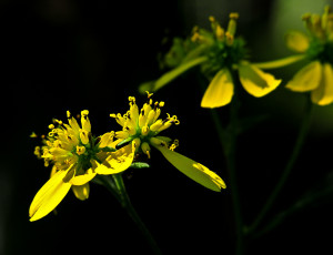 Картинка цветы желтый темный