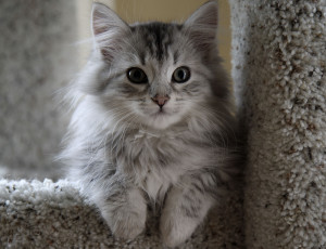 Картинка животные коты котенок