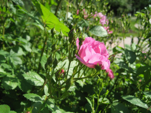 Картинка цветы розы роза бутоны куст