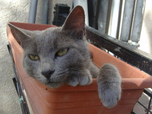 Картинка животные коты cat