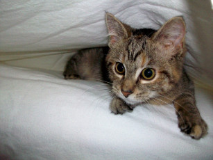 Картинка животные коты котенок