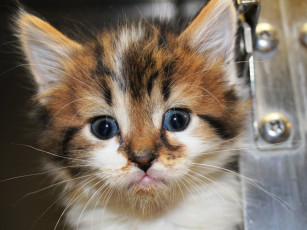 Картинка животные коты котенок