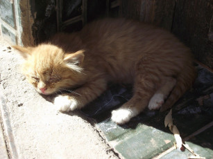 Картинка животные коты рыжик