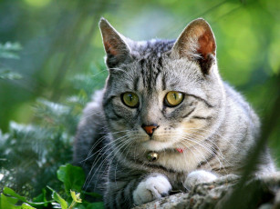 Картинка животные коты серый взгляд