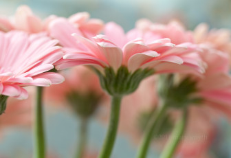 Картинка цветы герберы розовый лепестки