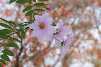 Картинка цветы георгины лепестки