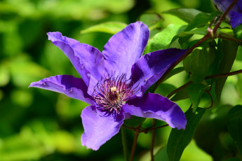 Картинка цветы клематис ломонос сиреневый