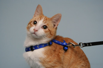 Картинка животные коты рыжий