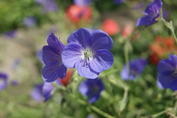 Картинка цветы герань голубые зеленый фон