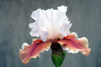 Картинка цветы ирисы лепестки