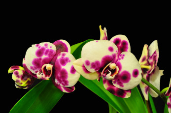 Картинка цветы орхидеи пятнистый экзотика