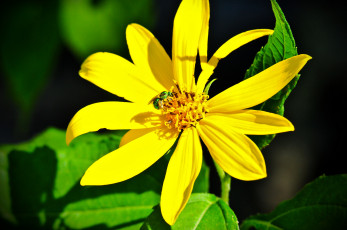 Картинка цветы рудбекия лепестки