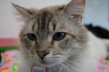 Картинка животные коты cat