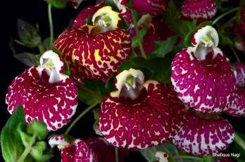 Картинка цветы кальцеолярия венерины башмачки малиновый