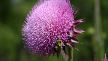 Картинка цветы Чертополох репейник шмель