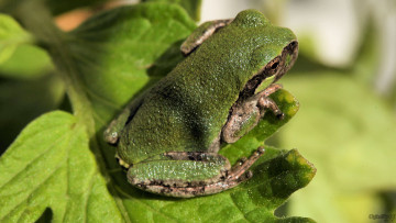 Картинка животные лягушки ветка лягушка