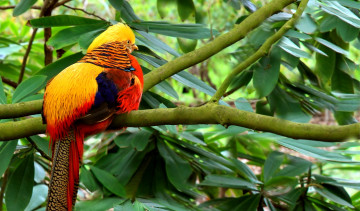 Картинка животные глухари тетерева фазаны желтый фазан яркий