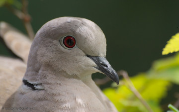 Картинка животные голуби голубь