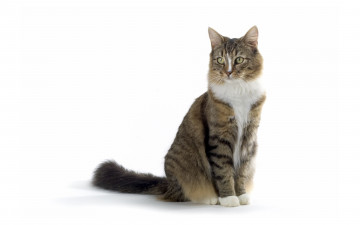 Картинка животные коты cat