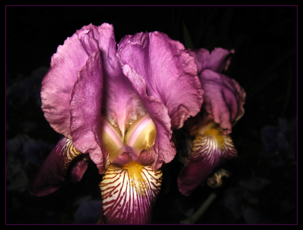 Обои картинки фото цветы, ирисы, сиреневый