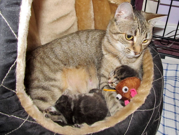 Обои картинки фото животные, коты, котенок