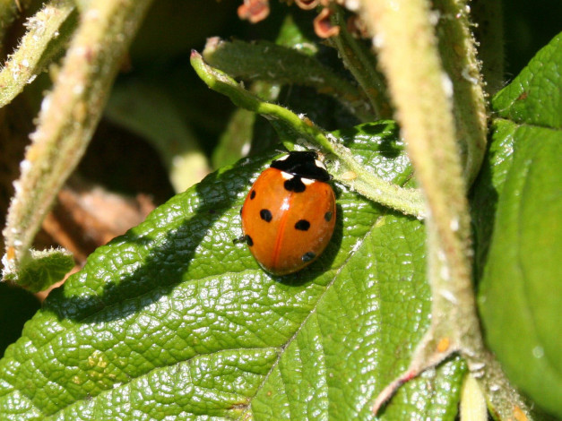 Обои картинки фото животные, божьи, коровки, божья, коровка