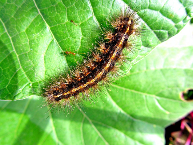 Обои картинки фото животные, гусеницы, гусеница
