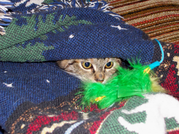 Обои картинки фото животные, коты, прятки