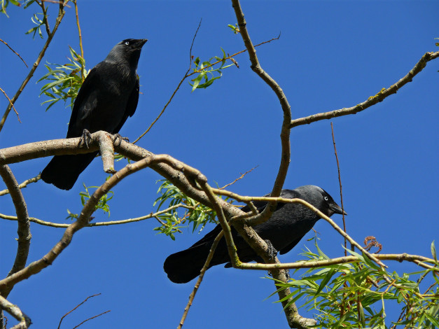 Обои картинки фото животные, вороны, грачи, галки, ветки